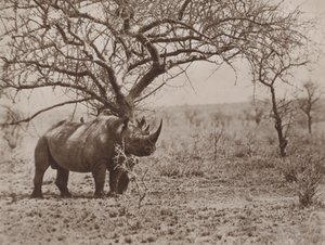 The Friend of the Rhinoceros, Tick-Birds at Their Post