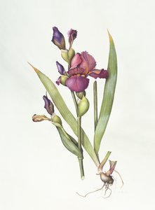 Iris by Margaret Ann Eden