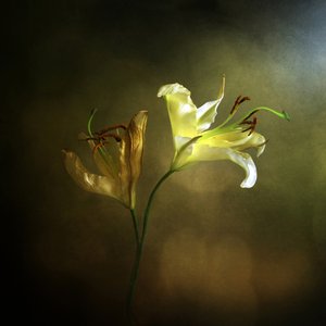 Blooming and Fading Lily
