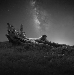 Driftwood Under Milky Way