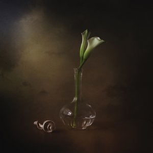 Elegant Calla Lilies