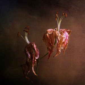 Elegant Fading Lilies