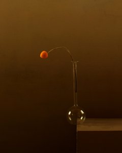 Minimalist Orange Flower