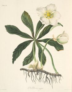 Black Hellebore or Christmas Rose, from Floral Illustrations of the Seasons, pub. 1829