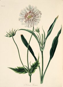 Caucasian Scabious, from Floral Illustrations of the Seasons