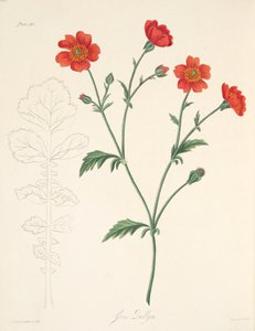 Chilean Avens, from Floral Illustrations of the Seasons