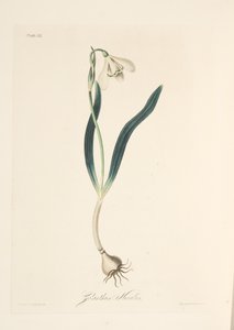 Common Snowdrop, from Floral Illustrations of the Seasons, pub. 1829 by Margaret Roscoe