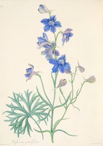 Great Flowered Larkspur, from Floral Illustrations of the Seasons