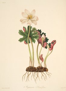 Large Flowered Bloodwort, from Floral Illustrations of the Seasons, pub. 1829