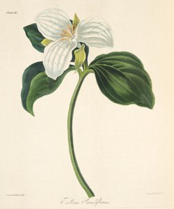 Large Flowered Trillium, from Floral Illustrations of the Seasons, pub. 1829
