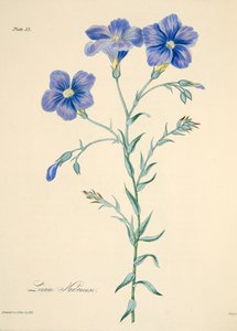 Narbonne Flax, from Floral Illustrations of the Seasons