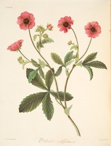 Nipal Potentilla, from Floral Illustrations of the Seasons by Margaret Roscoe