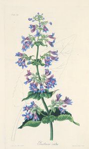 Ovate-leaved Penstemon, from Floral Illustrations of the Seasons by Margaret Roscoe