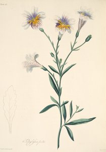 Painted Salpiglossis, from Floral Illustrations of the Seasons