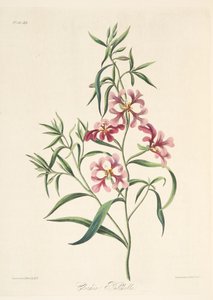 Pretty Clarkia, from Floral Illustrations of the Seasons, pub. 1829 by Margaret Roscoe