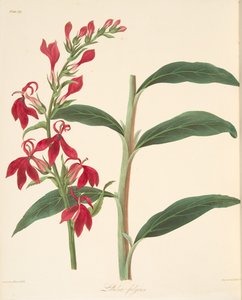 Refulgent Lobelia, from Floral Illustrations of the Seasons