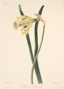 Spanish Daffodil, from Floral Illustrations of the Seasons, pub. 1829