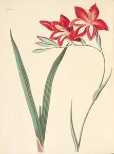 Superb Corn-Flag, from Floral Illustrations of the Seasons