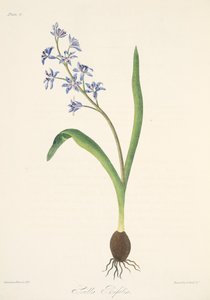 Two-leaved Squill, from Floral Illustrations of the Seasons, pub. 1829 by Margaret Roscoe