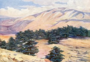 General View of the Cedars and Dehr el Kodib