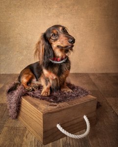 Long-Haired Dachshund Portrait by Margareth Perfoncio