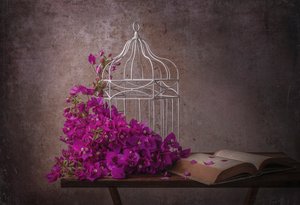 Rustic Bougainvillea and Book