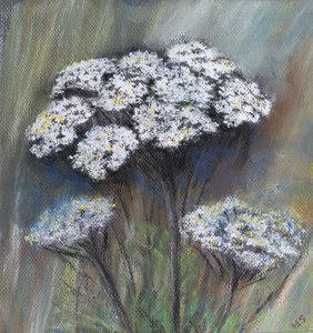 Cow Parsley (Anthriscus Sylvestris) by Margo Starkey