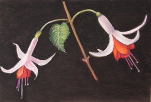 Fuchsias from My Garden