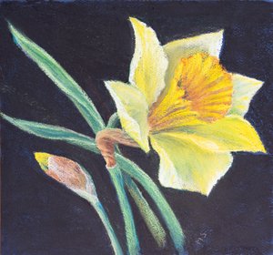 The Beauty of a Daffodil