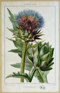 Artichoke, botanical plate, engraved by E. Fraillery by Marguerite Buret