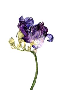 Freesia Flower by Maria Basea