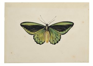 Butterfly, Common Green Birdwing (Ornithoptera priamus) by Maria Margaretha van Os
