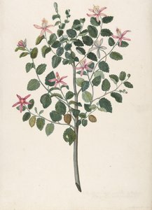Study of a Plant with Red-Purple Flowers Sebastiana Africana Purpurea, 1695