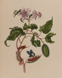 Illustration from 