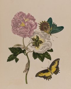 Illustration from 