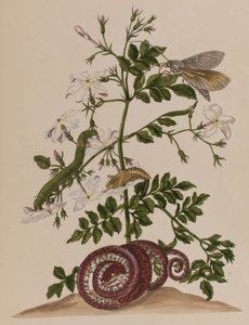 Illustration from 