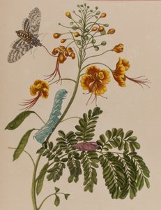 Illustration from 