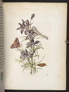 The Wonderful Transformation of Caterpillars and Their Strange Flower Food by Maria Sibylla Merian
