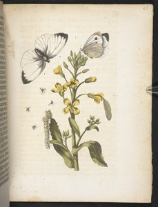 The Wonderful Transformation of Caterpillars and Their Strange Flower Food by Maria Sibylla Merian