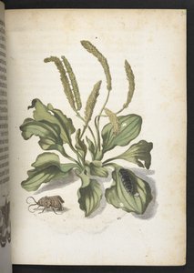 The Wonderful Transformation of Caterpillars and Their Strange Flower Food by Maria Sibylla Merian