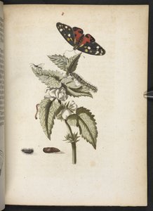 The Wonderful Transformation of Caterpillars and Their Strange Flower Food by Maria Sibylla Merian