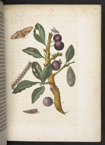 The Wonderful Transformation of Caterpillars and Their Strange Flower Food by Maria Sibylla Merian