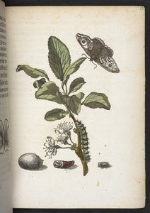 The Caterpillar