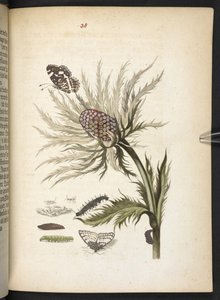 The Wonderful Transformation and Strange Flower-Food of Caterpillars by Maria Sibylla Merian