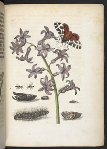 The Wonderful Transformation and Strange Flower-Food of Caterpillars by Maria Sibylla Merian