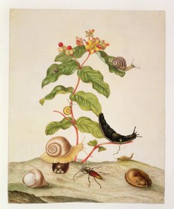 No.1146c Hypericum Baxiforum with Snails and a Beetle
