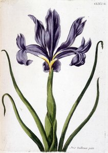 Unknown Image by Maria Sibylla Merian