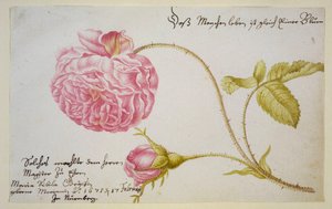 Album sheet with a rose, 1675