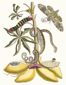 Cassave. From the Book Metamorphosis insectorum Surinamensium, 1705