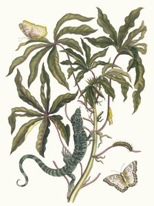 Cassava, From the Book Metamorphosis Insectorum Surinamensium